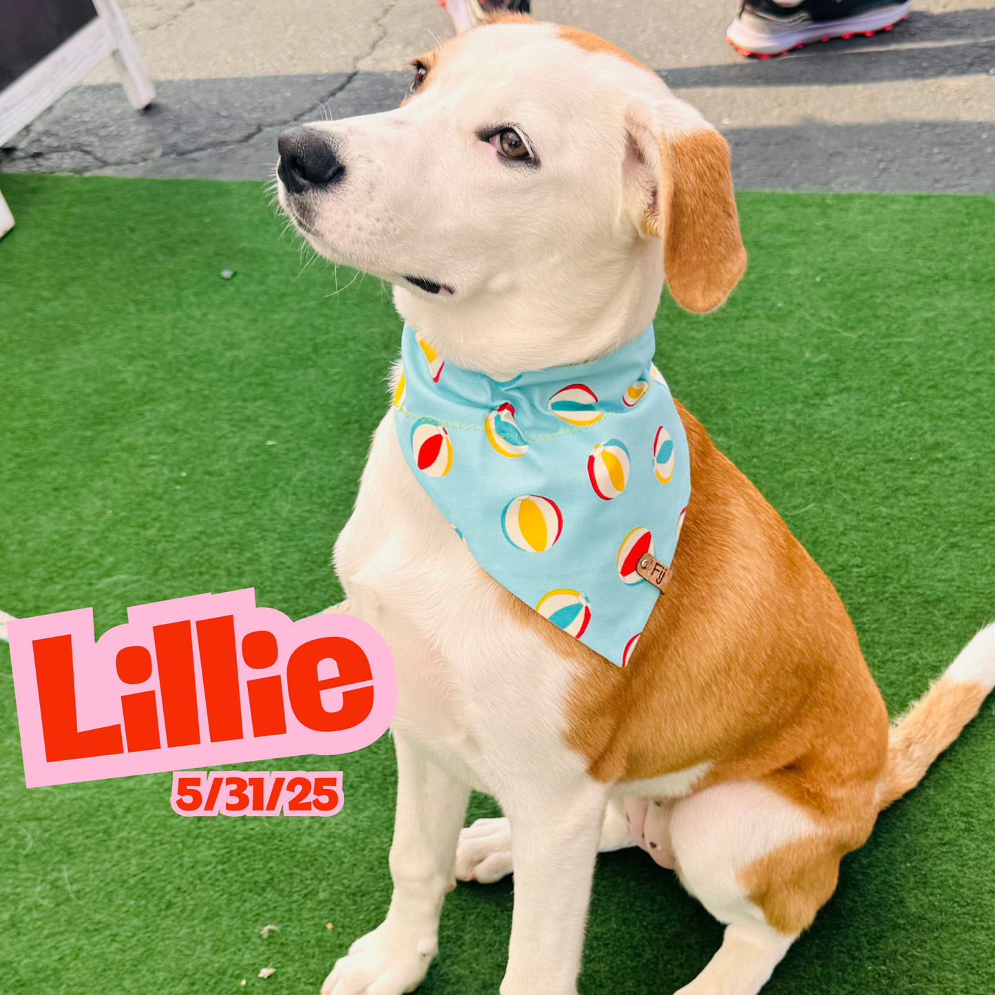 Pool Party Pooch - Reversible