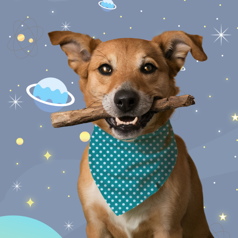 On the Bark Side