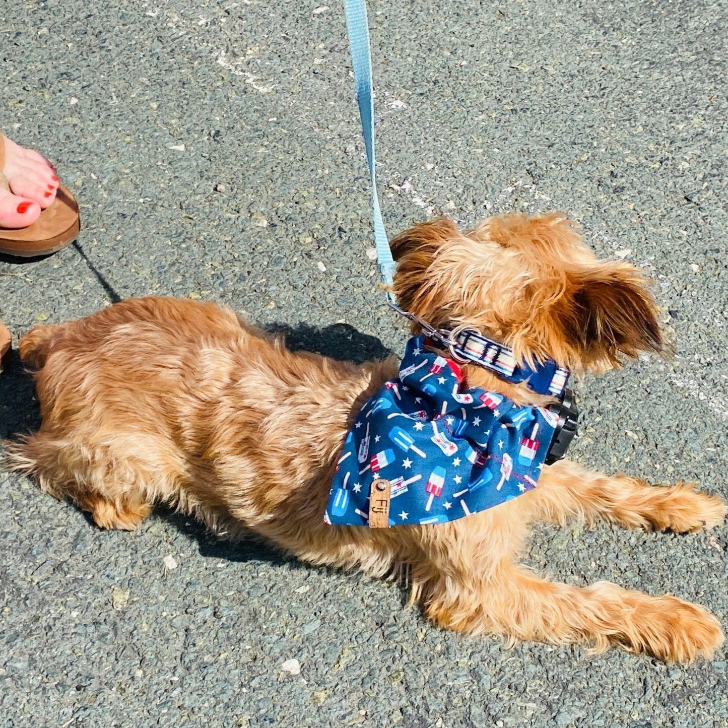Patriotic Pup-scicles