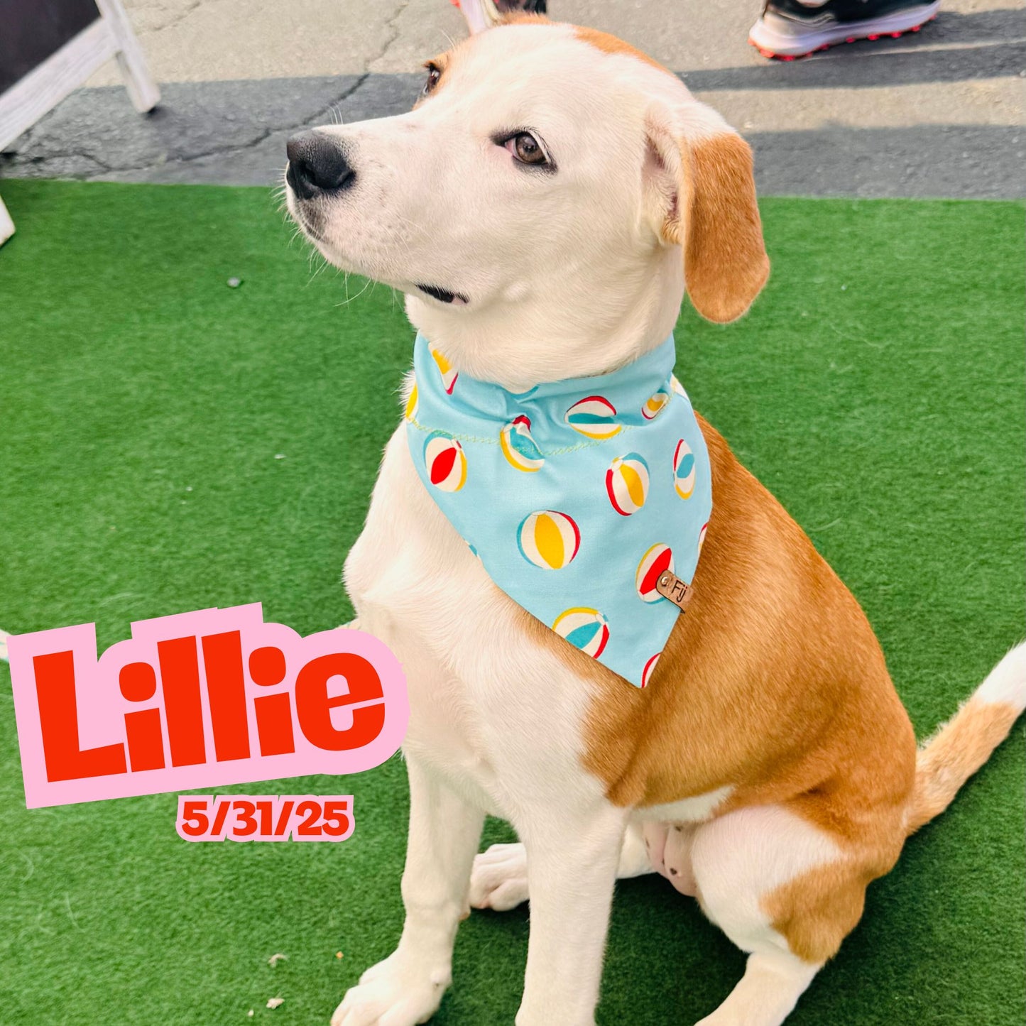 Pool Party Pooch - Reversible