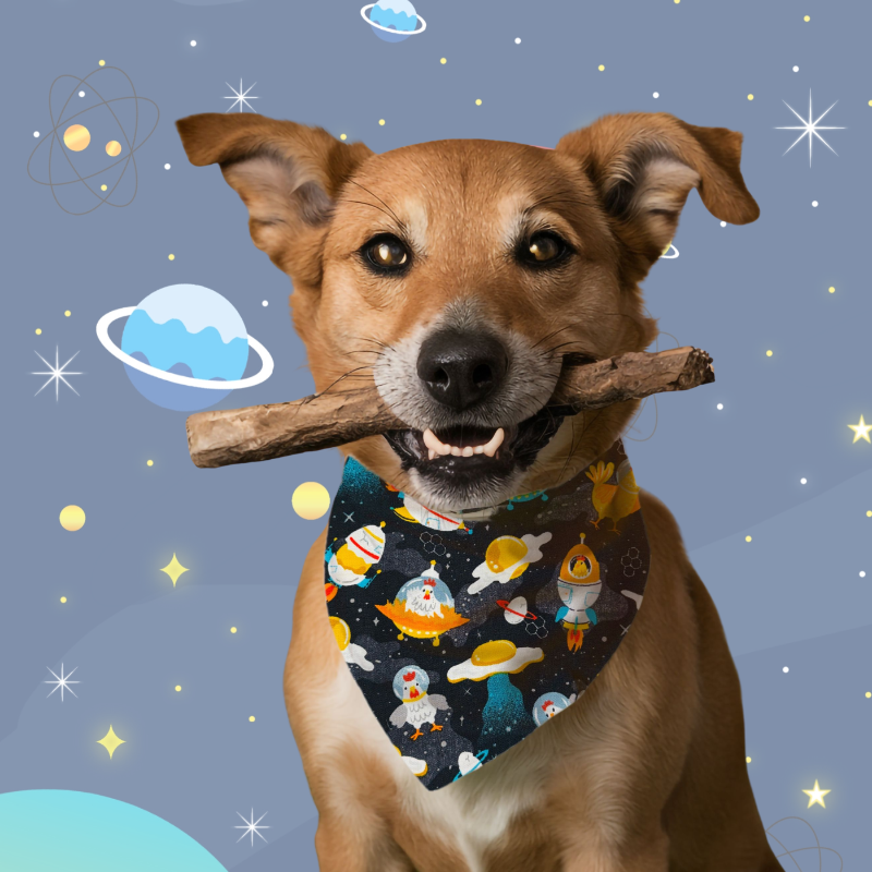 On the Bark Side