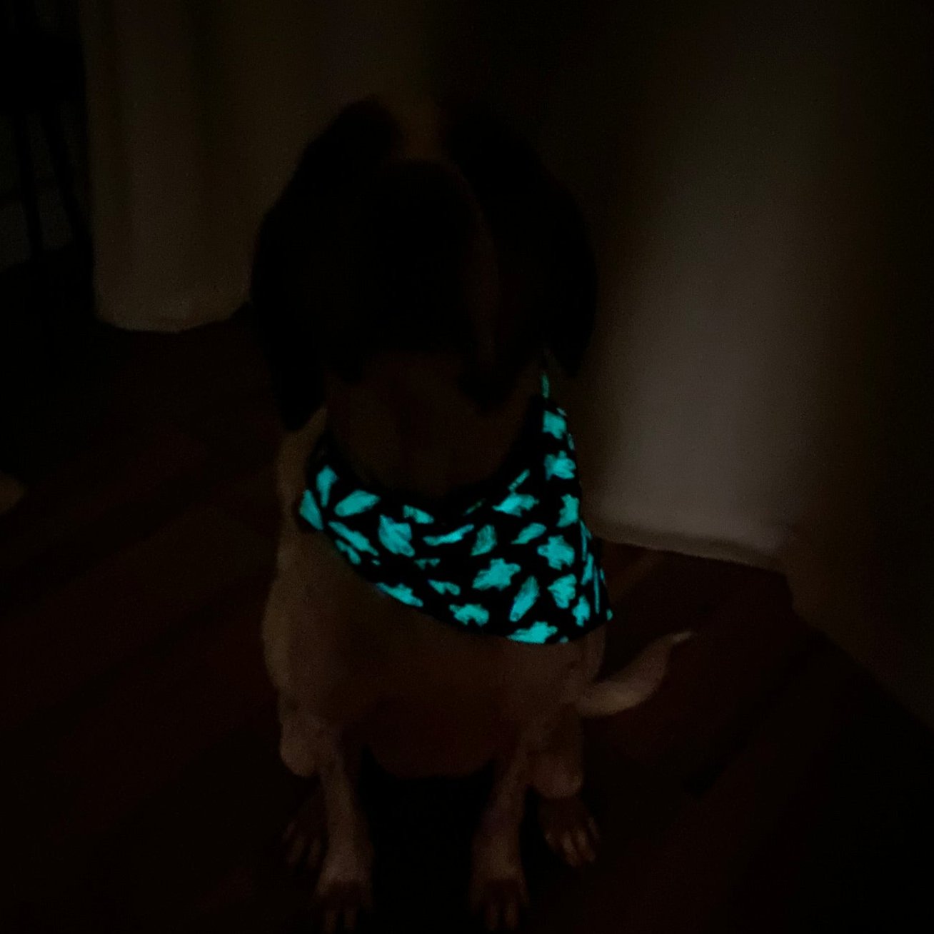 Fright Night - Glow in the Dark Bandana